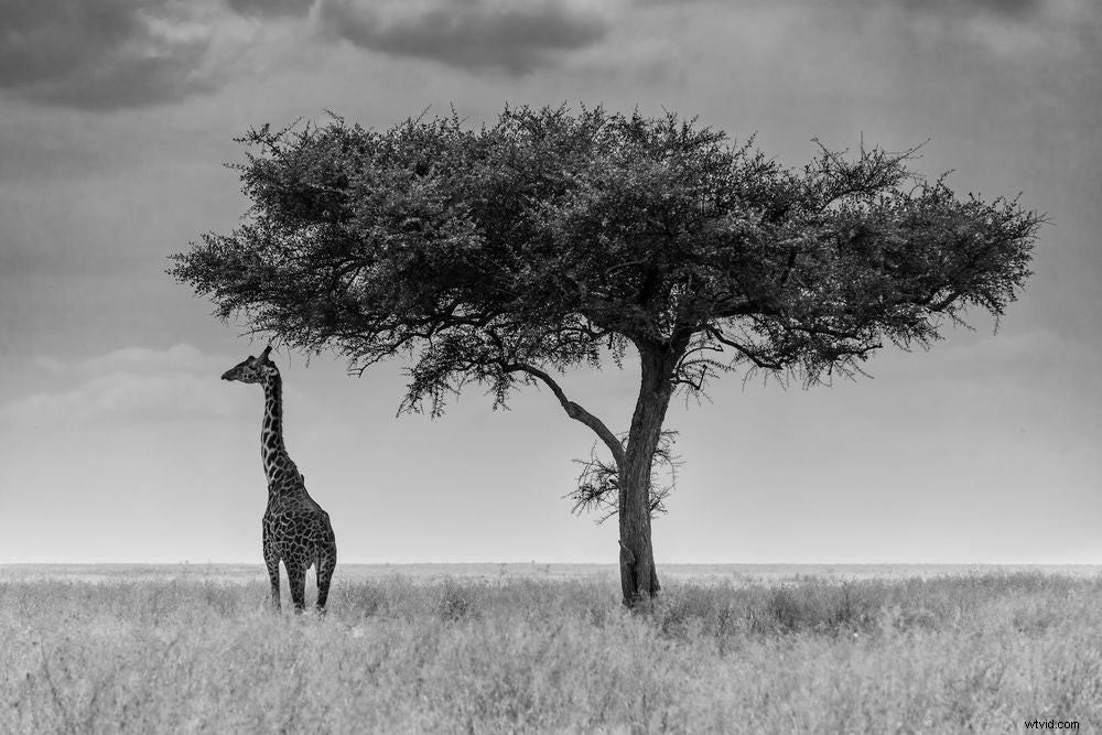 Mentor Series: Best of 2016 Photography Highlights from Tanzania Trek