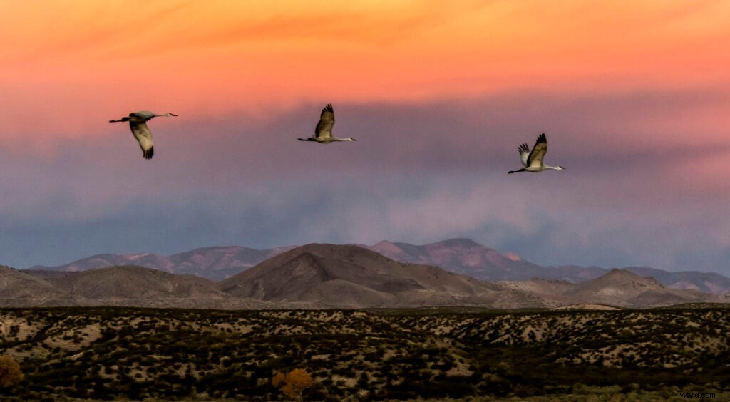 Mentor Series Workshop: Captivating Wildlife Photography at Bosque del Apache NWR