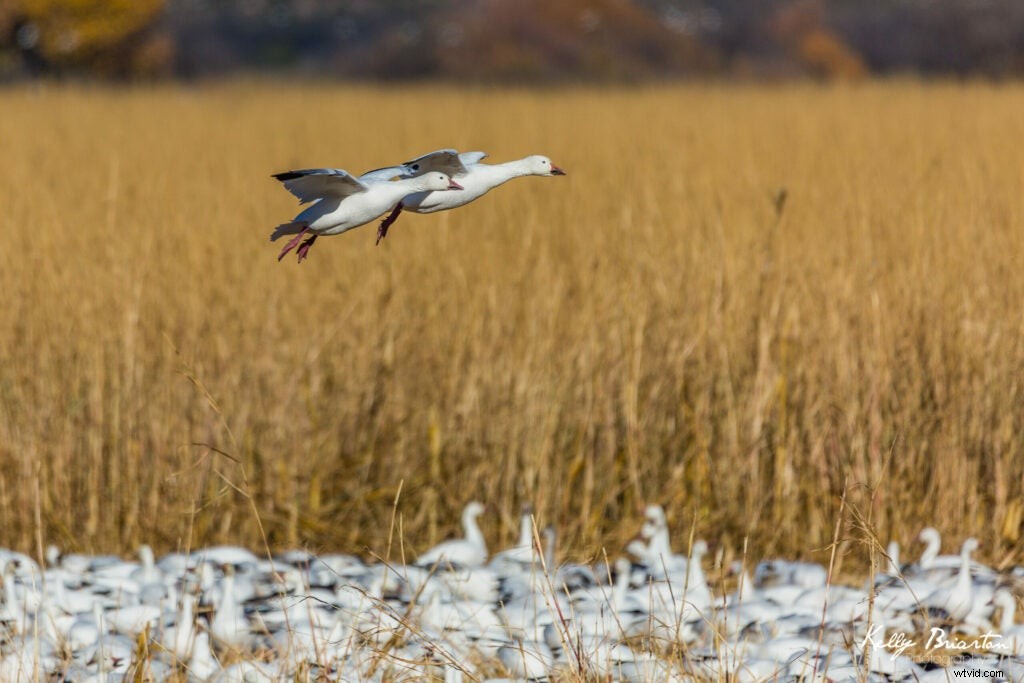Mentor Series Workshop: Captivating Wildlife Photography at Bosque del Apache NWR