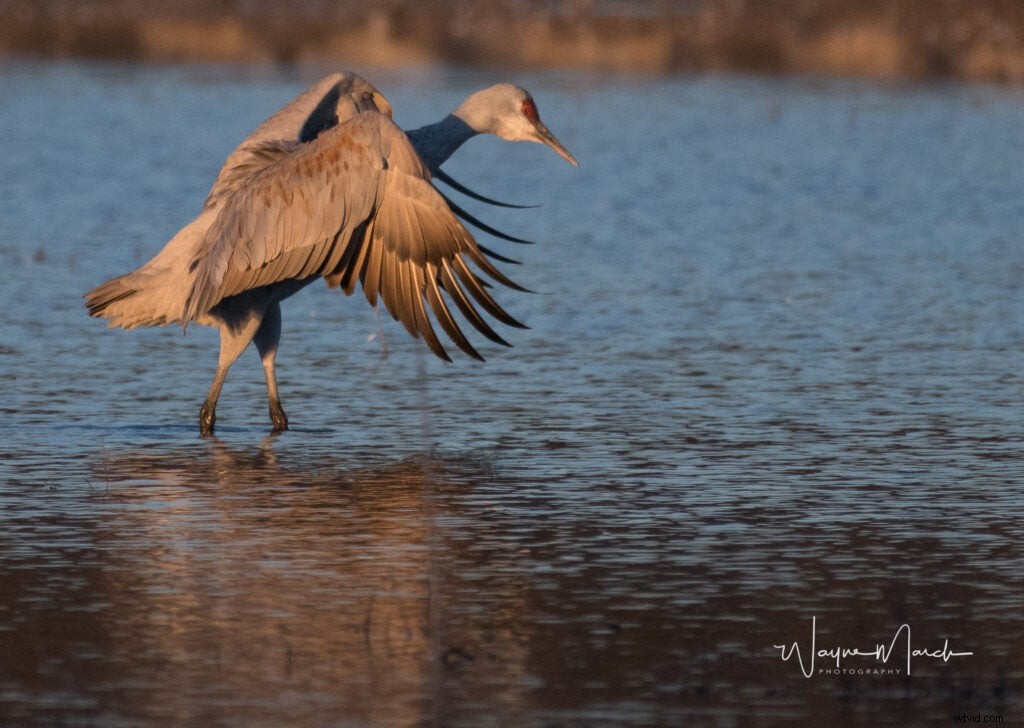 Mentor Series Workshop: Captivating Wildlife Photography at Bosque del Apache NWR