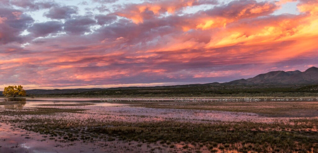 Mentor Series Workshop: Captivating Wildlife Photography at Bosque del Apache NWR