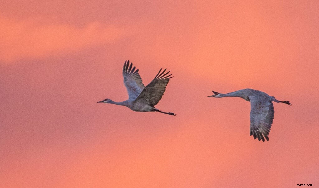 Mentor Series Workshop: Captivating Wildlife Photography at Bosque del Apache NWR