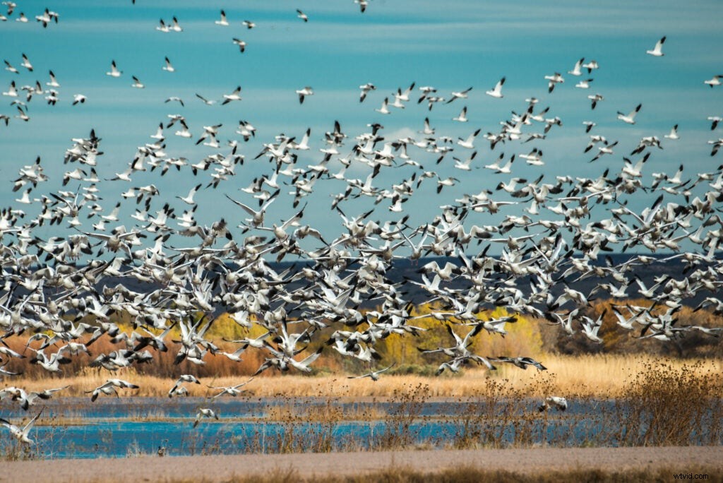 Mentor Series Workshop: Captivating Wildlife Photography at Bosque del Apache NWR