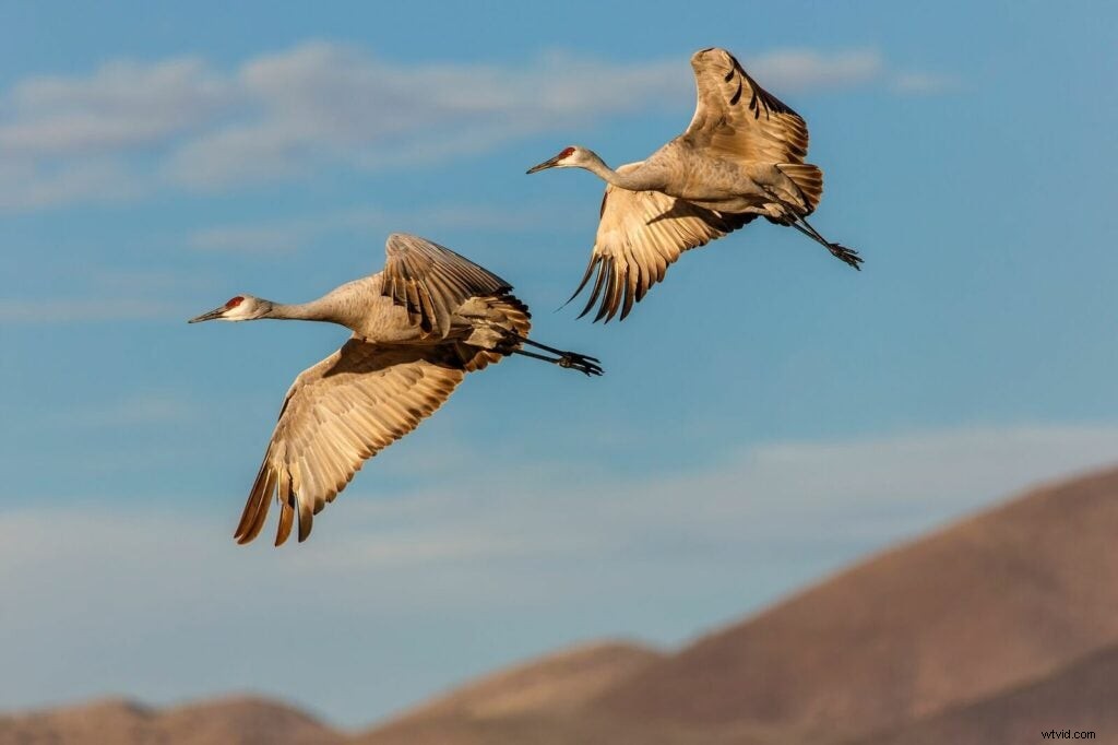 Mentor Series Workshop: Captivating Wildlife Photography at Bosque del Apache NWR