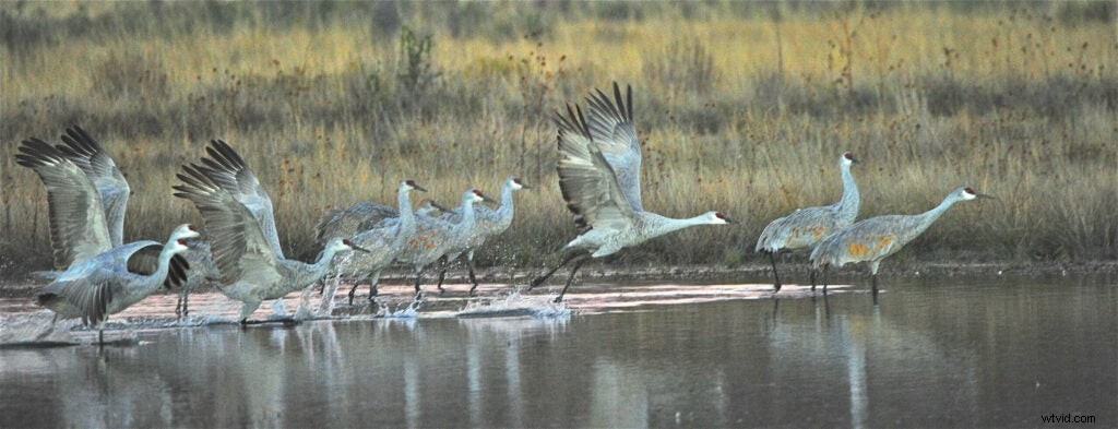 Mentor Series Workshop: Captivating Wildlife Photography at Bosque del Apache NWR