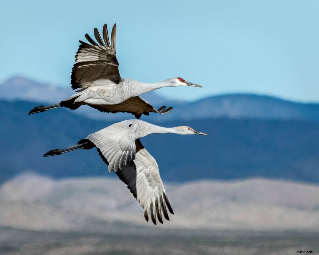Mentor Series Workshop: Captivating Wildlife Photography at Bosque del Apache NWR