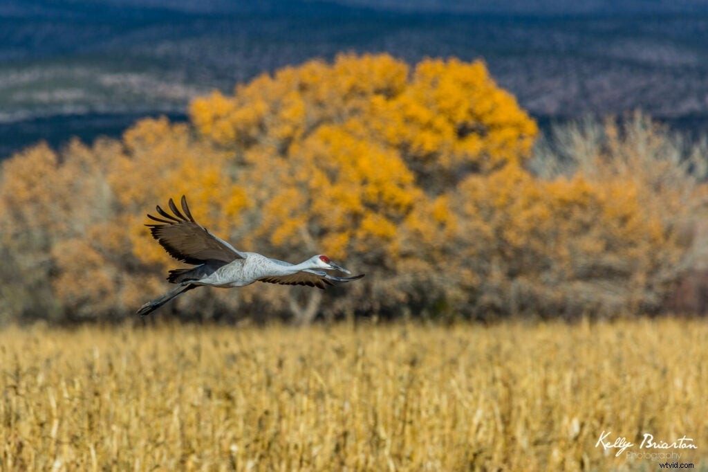 Mentor Series Workshop: Captivating Wildlife Photography at Bosque del Apache NWR