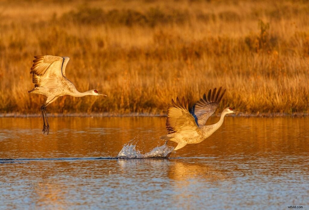 Mentor Series Workshop: Captivating Wildlife Photography at Bosque del Apache NWR