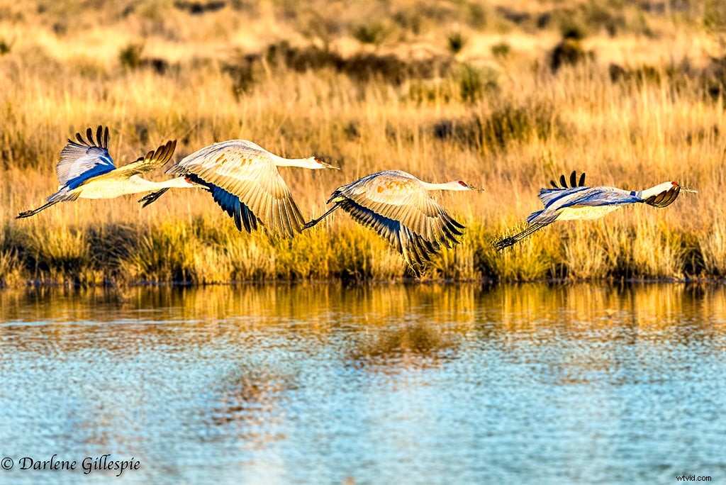 Mentor Series Workshop: Captivating Wildlife Photography at Bosque del Apache NWR