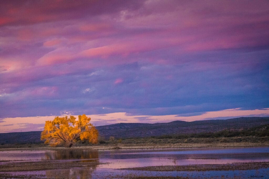 Mentor Series Workshop: Captivating Wildlife Photography at Bosque del Apache NWR