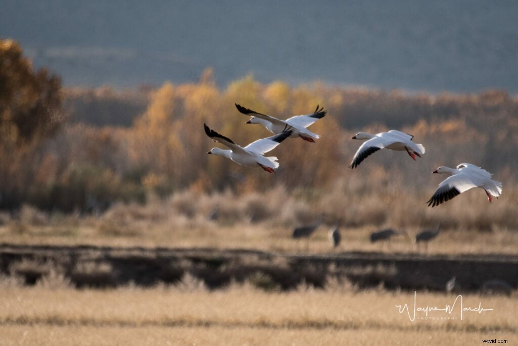 Mentor Series Workshop: Captivating Wildlife Photography at Bosque del Apache NWR