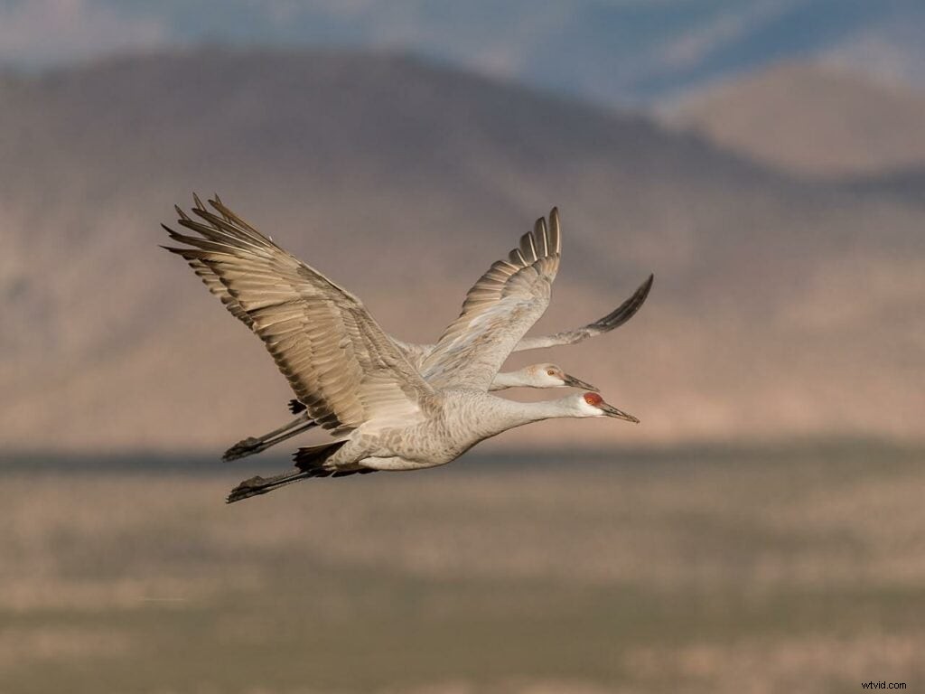 Mentor Series Workshop: Captivating Wildlife Photography at Bosque del Apache NWR
