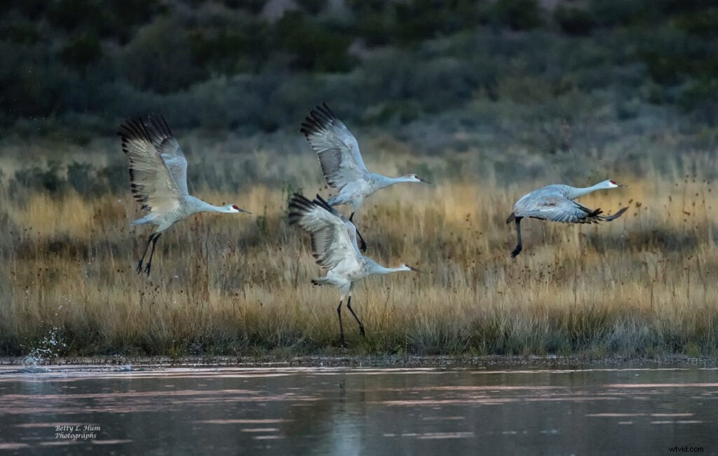 Mentor Series Workshop: Captivating Wildlife Photography at Bosque del Apache NWR