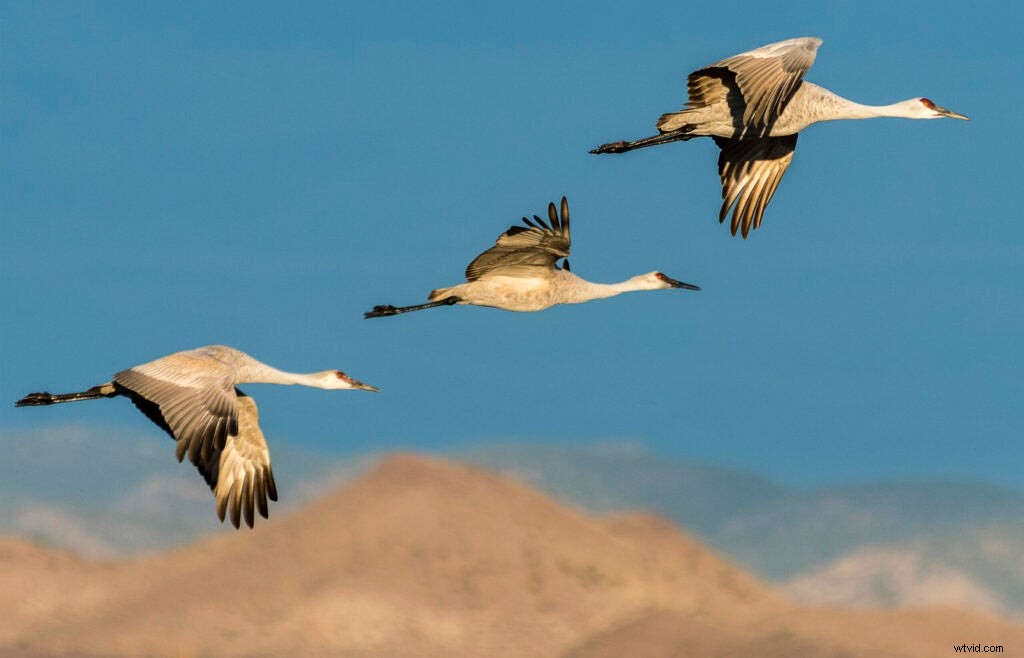 Mentor Series Workshop: Captivating Wildlife Photography at Bosque del Apache NWR