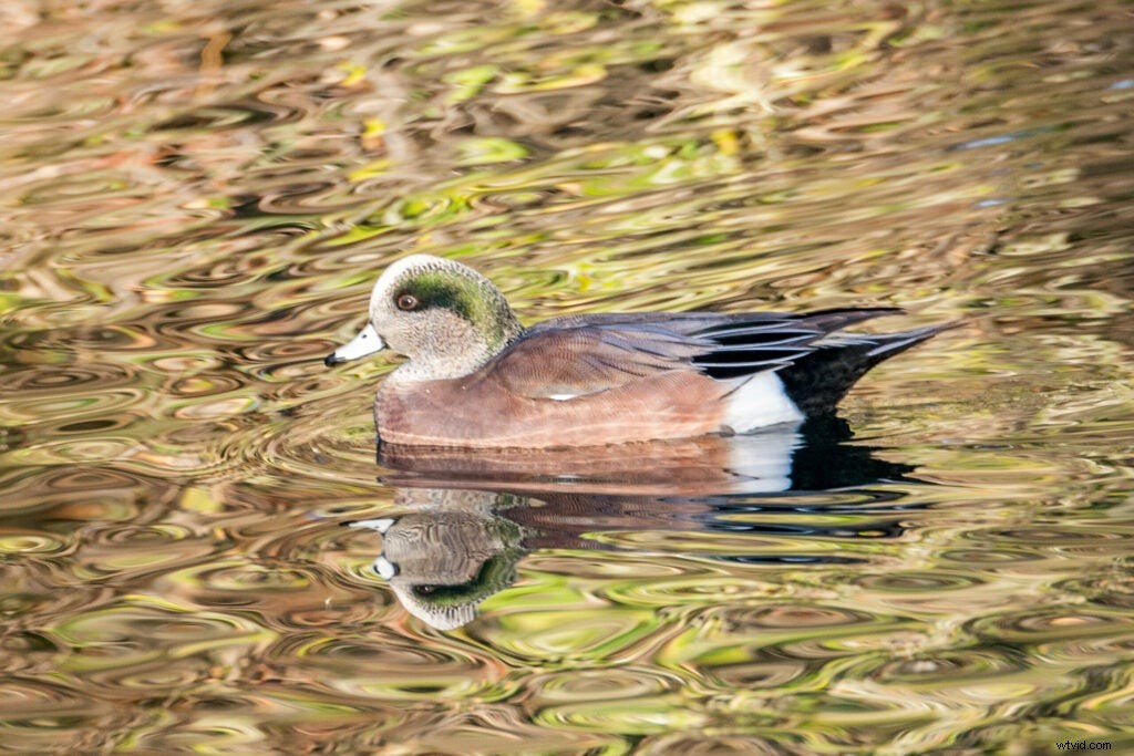 Mentor Series Workshop: Captivating Wildlife Photography at Bosque del Apache NWR