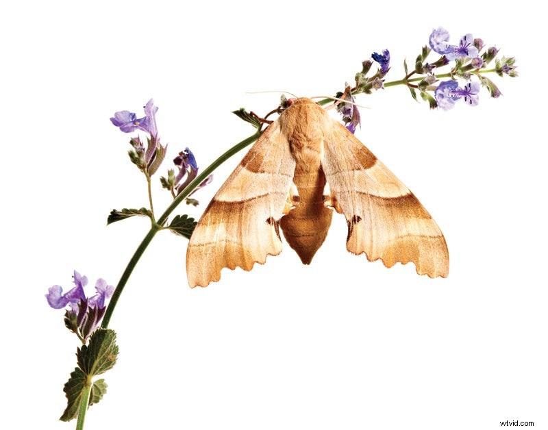 Ultimate Guide: How to Set Up the Perfect Professional Photo Studio