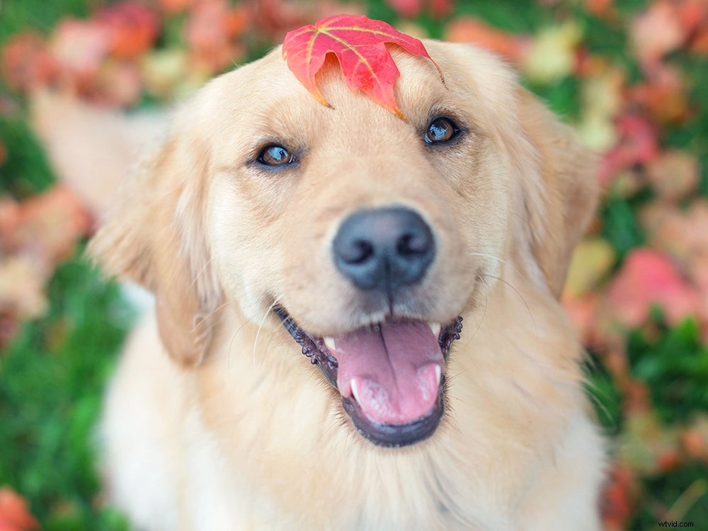 Master Fall Portrait Photography: Expert Tips for Stunning Autumn Shoots