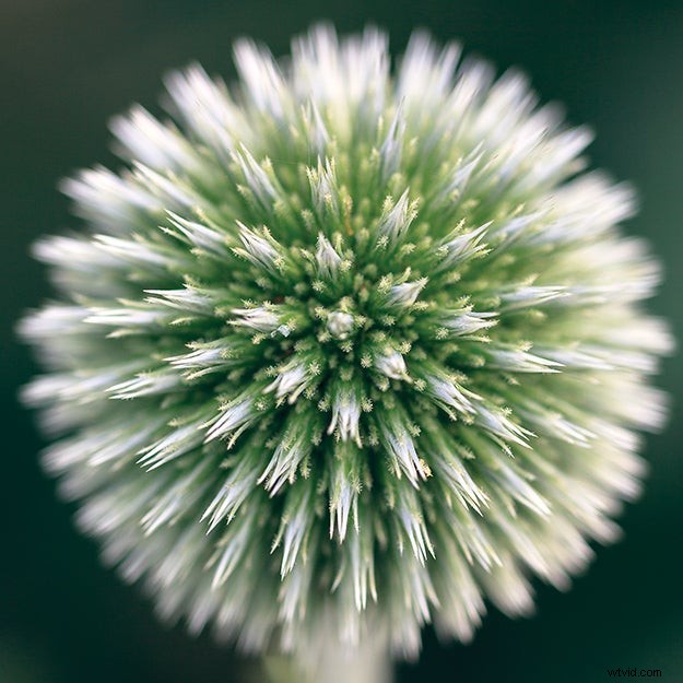 Expert Tips for Capturing Stunning, Inspired Nature Photography