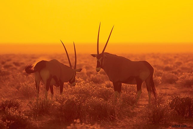 How to Spot Perfect Light for Stunning Nature Photography