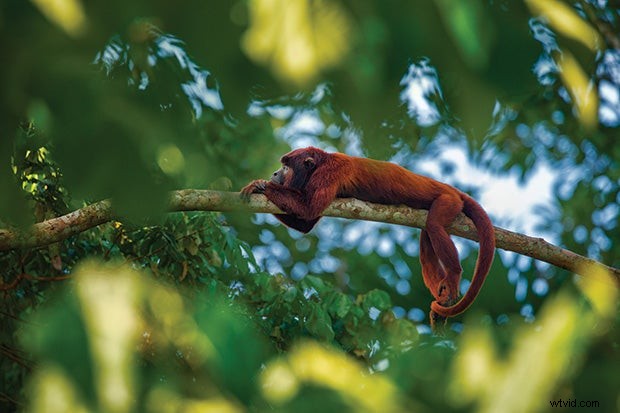 5 Essential Composition Tips to Elevate Your Nature Photography