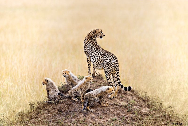 Behind the Lens: Ingo Arndt s Adventures as a Renowned Wildlife Photographer