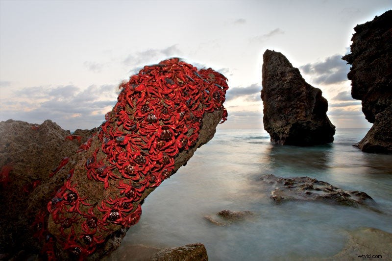 Behind the Lens: Ingo Arndt s Adventures as a Renowned Wildlife Photographer