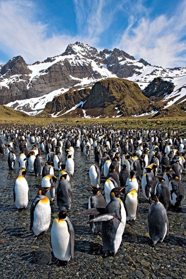 Behind the Lens: Ingo Arndt s Adventures as a Renowned Wildlife Photographer