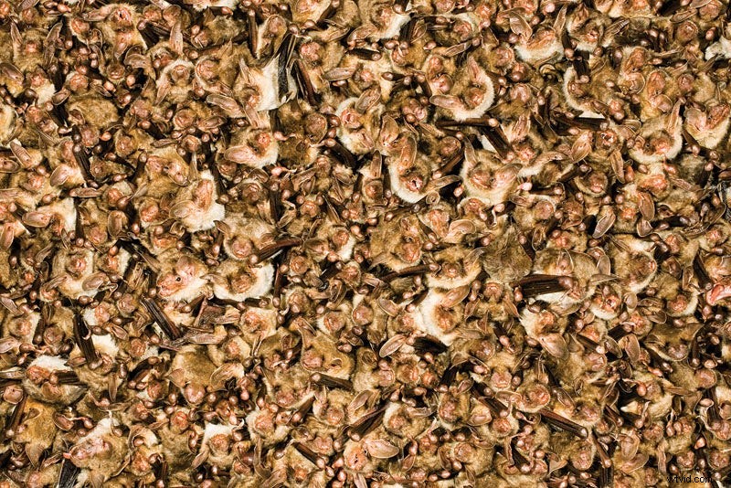 Behind the Lens: Ingo Arndt s Adventures as a Renowned Wildlife Photographer