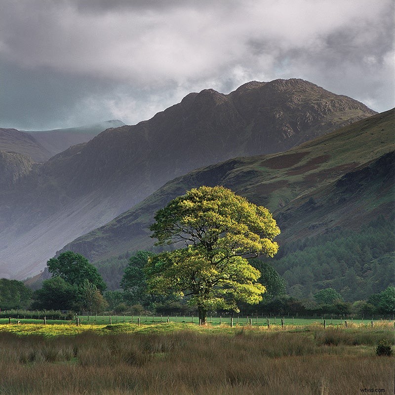 Expert Tips: Mastering Trees for Dramatic Landscape Photography