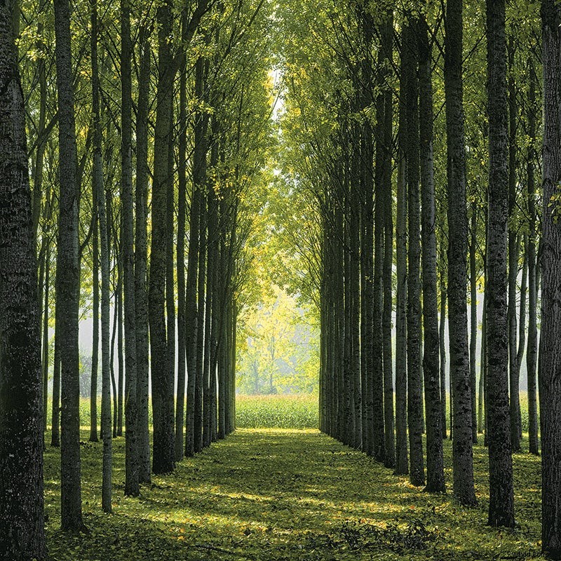 Expert Tips: Mastering Trees for Dramatic Landscape Photography