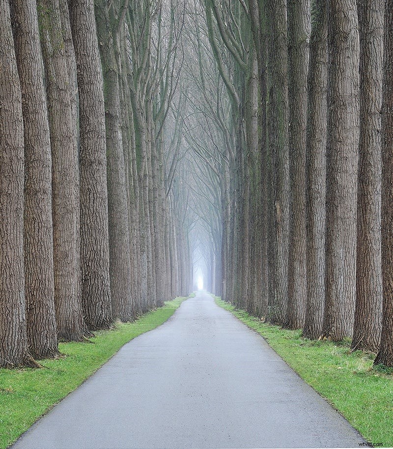 Expert Tips: Mastering Trees for Dramatic Landscape Photography