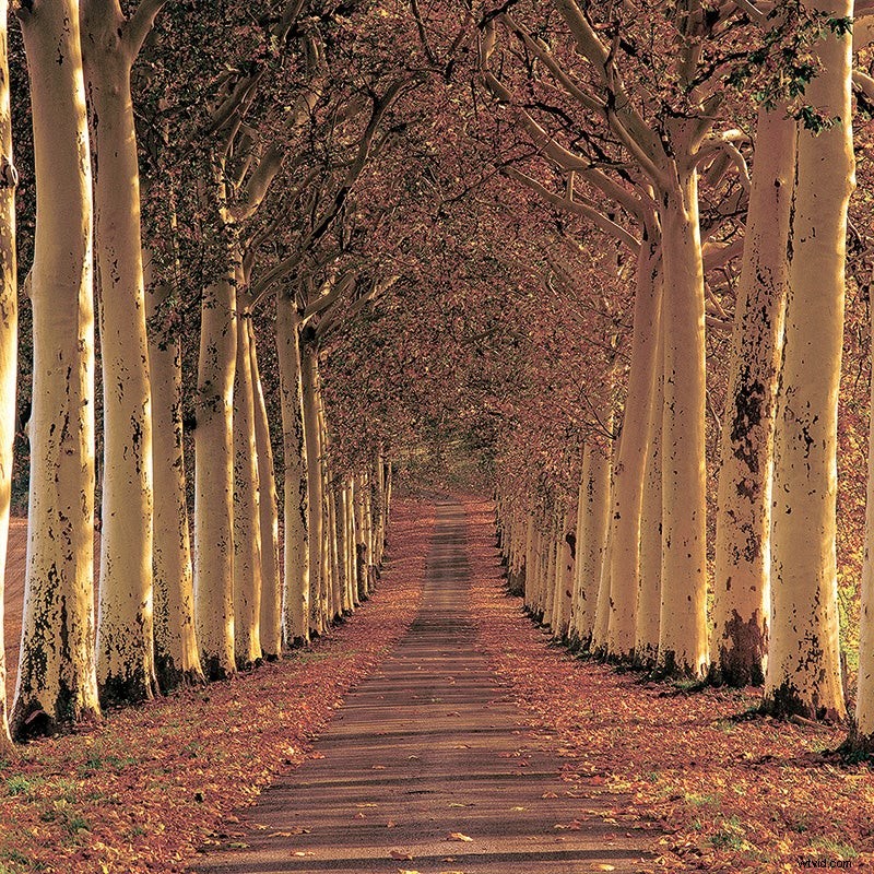 Expert Tips: Mastering Trees for Dramatic Landscape Photography