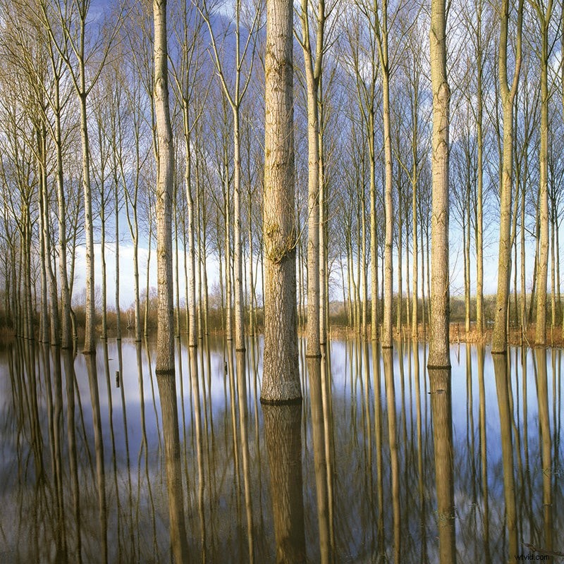 Expert Tips: Mastering Trees for Dramatic Landscape Photography