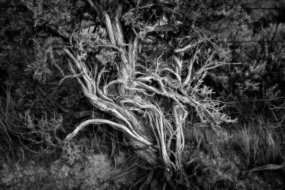 Discover Modern Masters of Black & White Landscape Photography