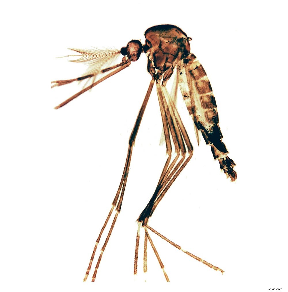 Master Microscopic Photography: Expert Guide from RIT Professor Michael Peres