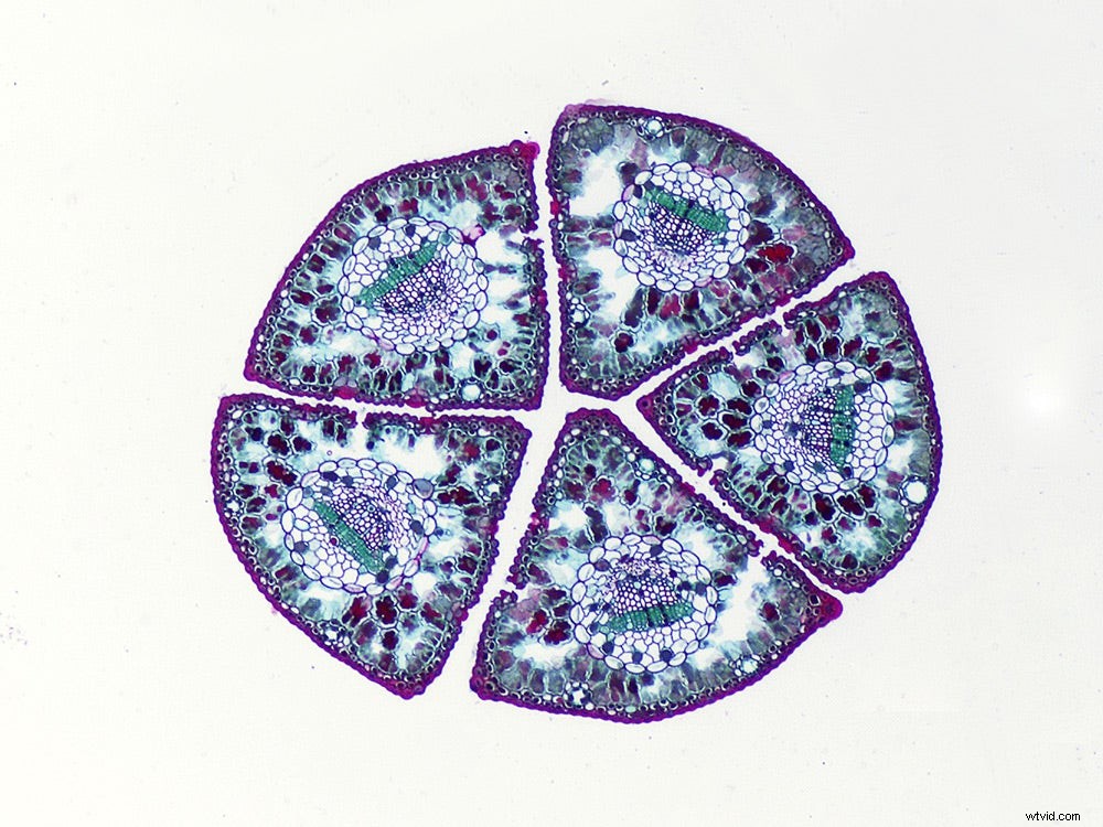 Master Microscopic Photography: Expert Guide from RIT Professor Michael Peres