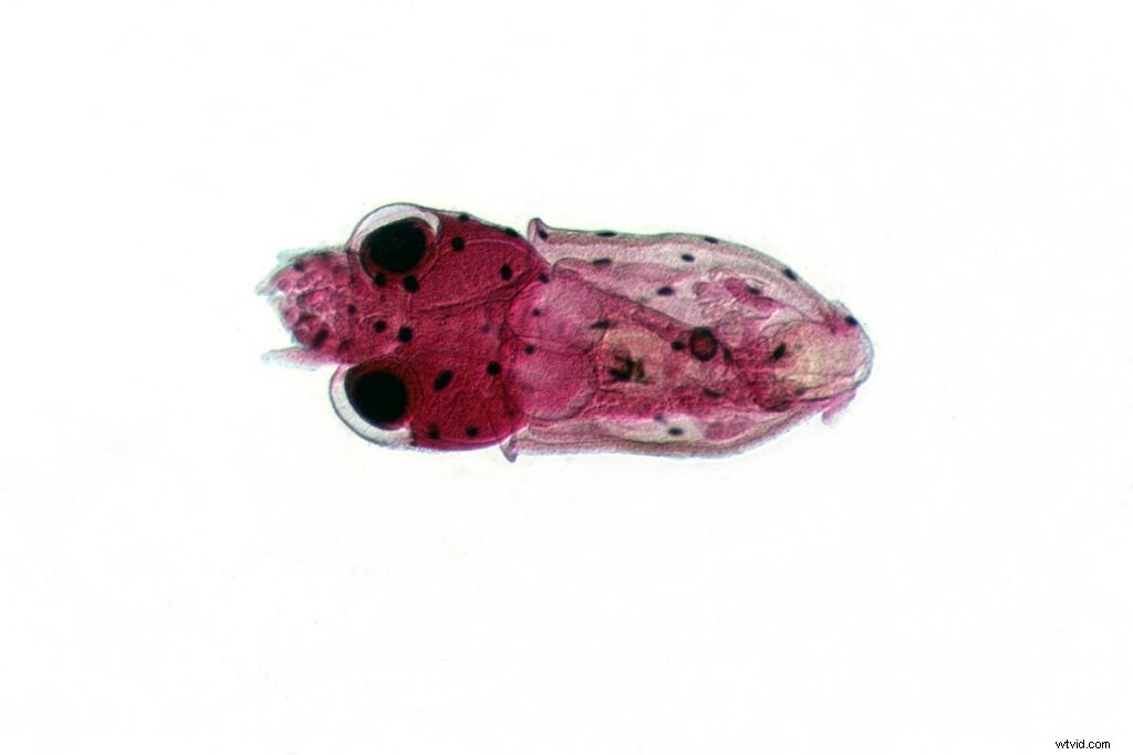 Master Microscopic Photography: Expert Guide from RIT Professor Michael Peres