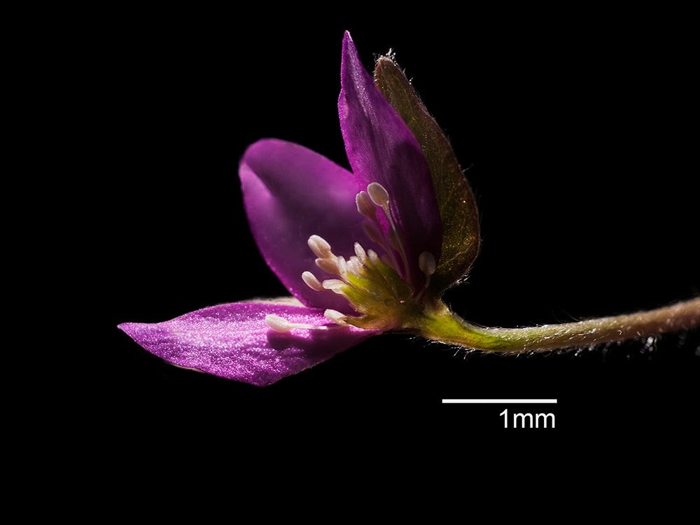 Master Microscopic Photography: Expert Guide from RIT Professor Michael Peres