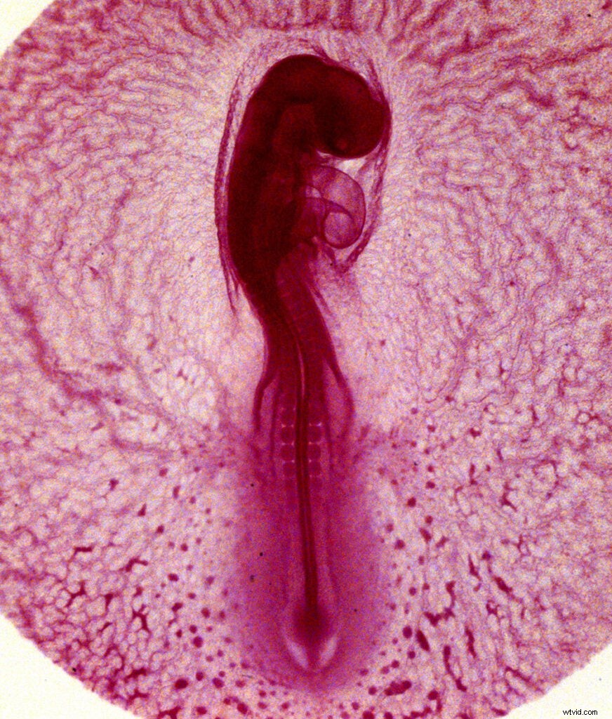 Master Microscopic Photography: Expert Guide from RIT Professor Michael Peres