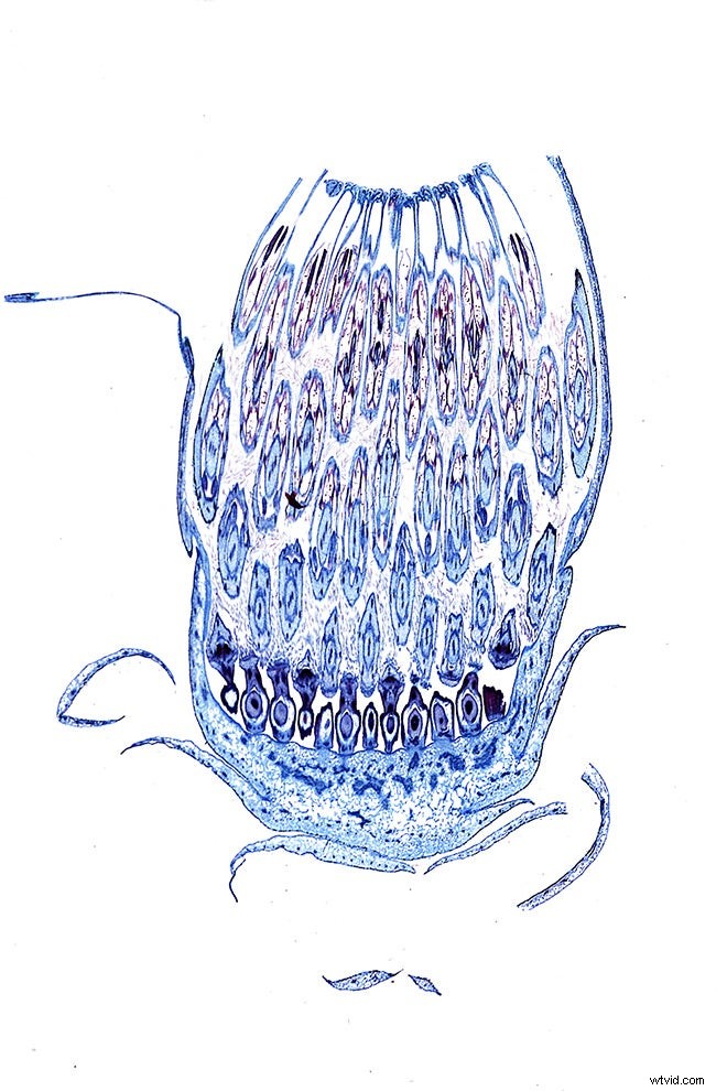 Master Microscopic Photography: Expert Guide from RIT Professor Michael Peres