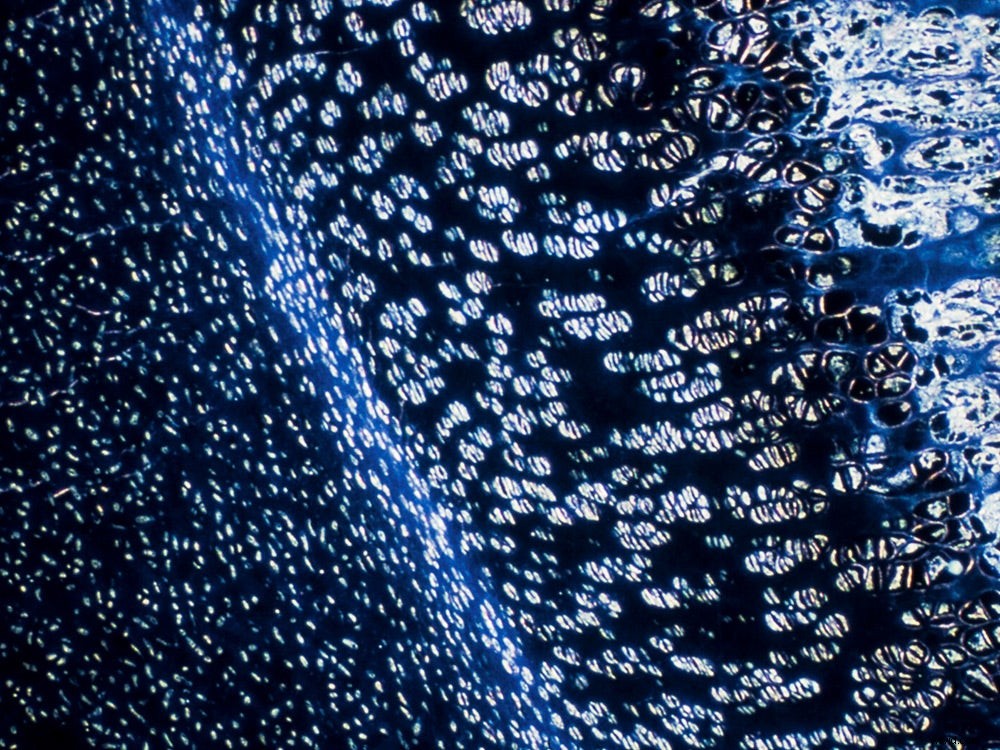 Master Microscopic Photography: Expert Guide from RIT Professor Michael Peres