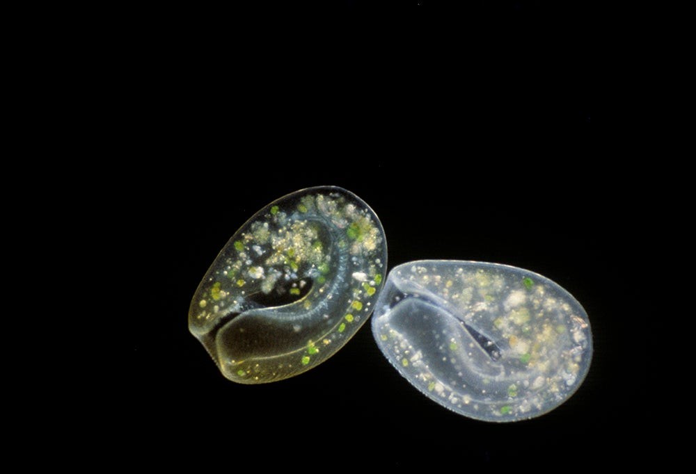 Master Microscopic Photography: Expert Guide from RIT Professor Michael Peres