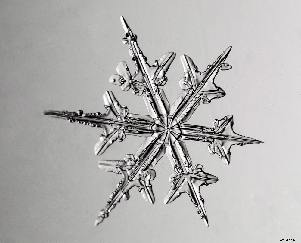 Master Microscopic Photography: Expert Guide from RIT Professor Michael Peres