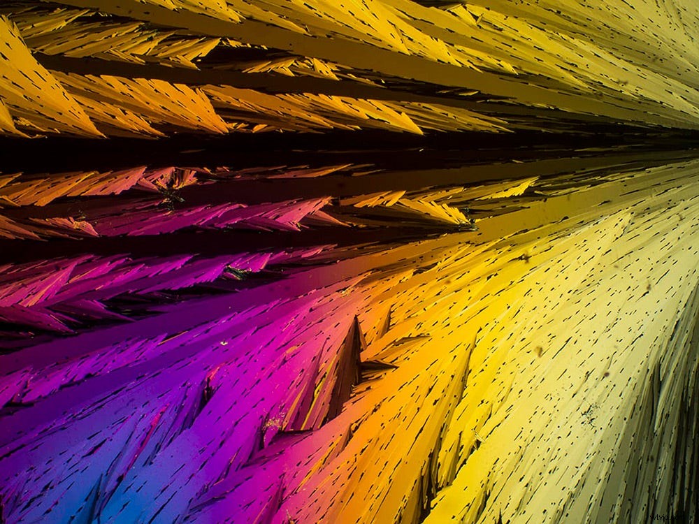 Master Microscopic Photography: Expert Guide from RIT Professor Michael Peres