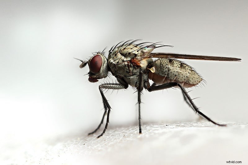 Master Macro Photography: Discover the Stunning World of Tiny Subjects