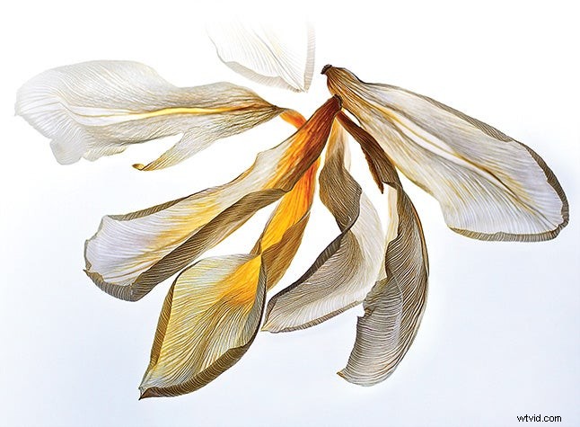 Master Macro Photography: Discover the Stunning World of Tiny Subjects