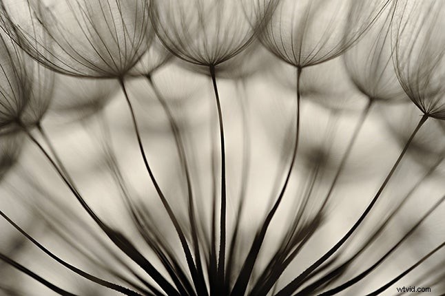 Master Macro Photography: Discover the Stunning World of Tiny Subjects