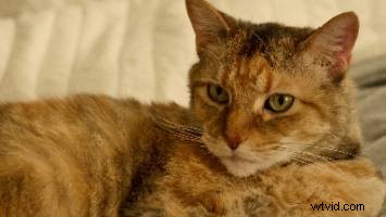 Top 10 Vintage Lenses to Elevate Your Photography Kit: In-Depth Review