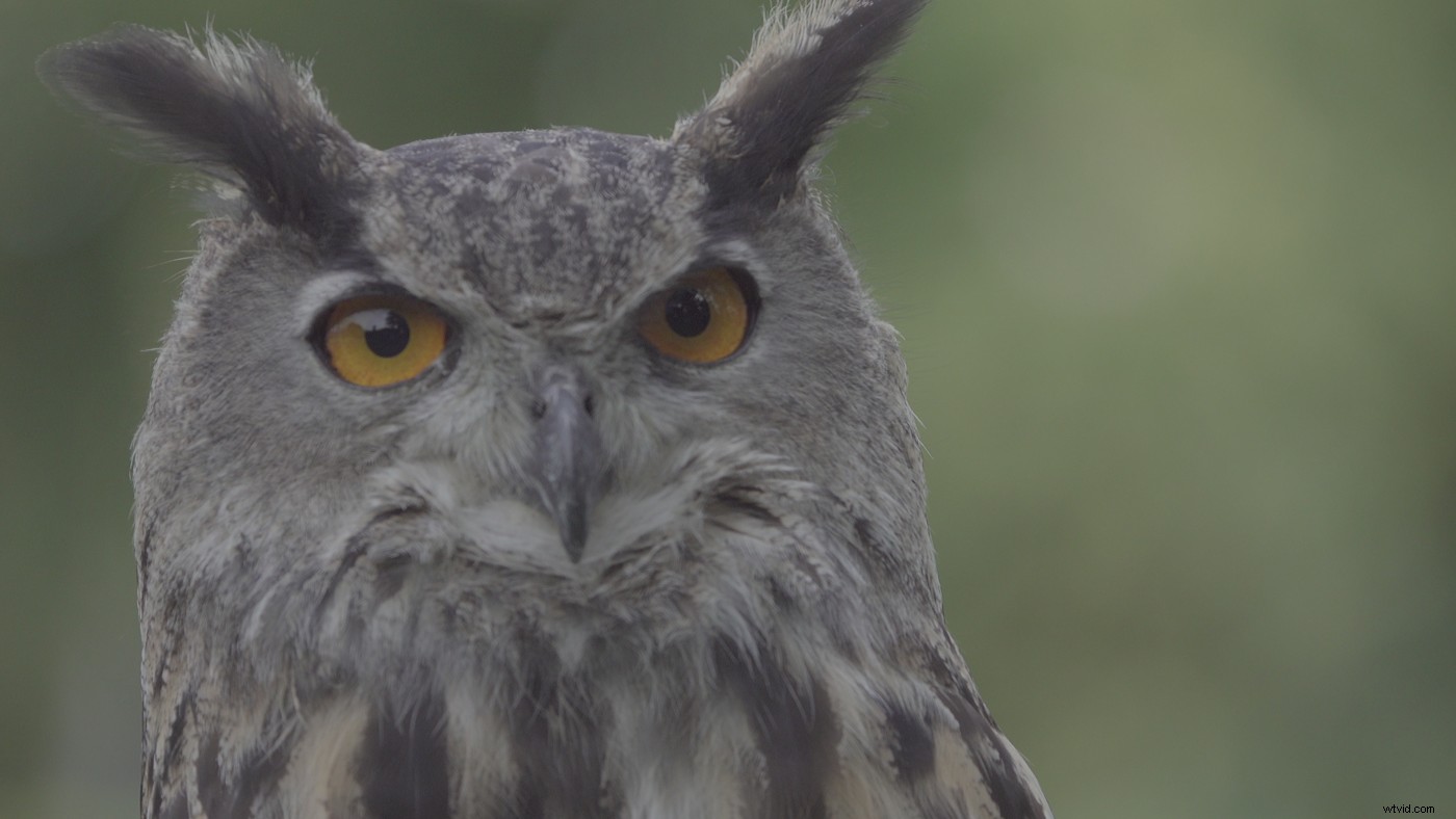 Master Log Profiles: 5 Expert Tips for Professional Video Shooting