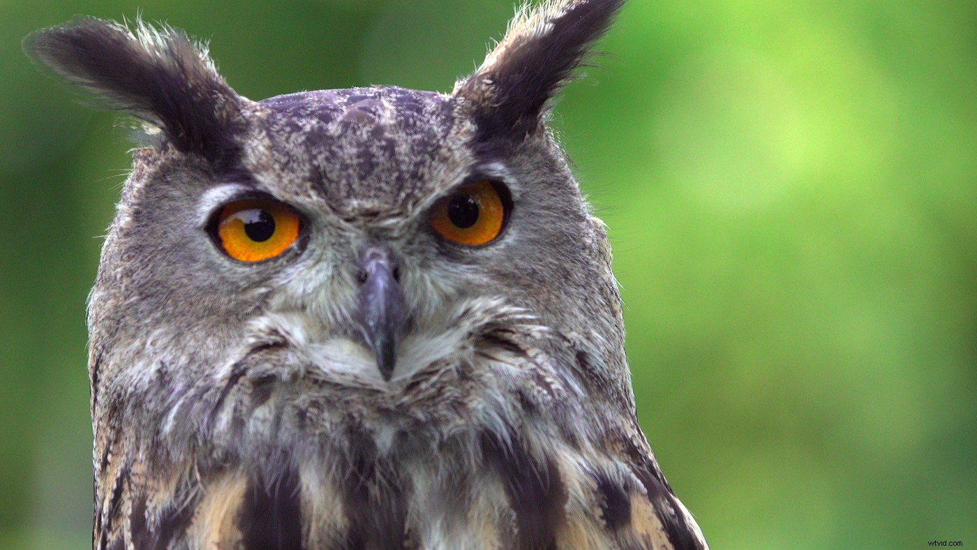 Master Log Profiles: 5 Expert Tips for Professional Video Shooting